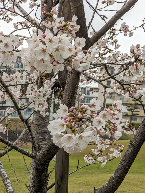 PXL_20240405_023650603~2