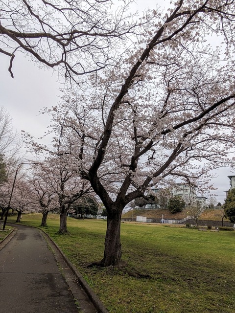 PXL_20240405_023846131~2