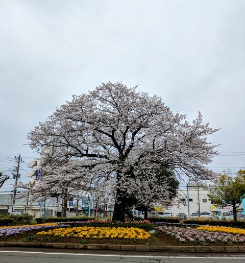 PXL_20240405_022908223~2