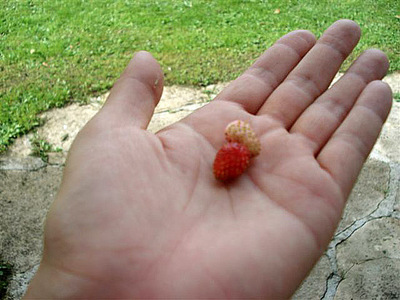 26strawberry