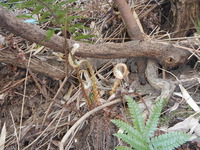 DSCN8554
