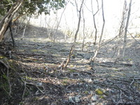 DSCN8550