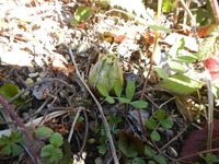 DSCN8559