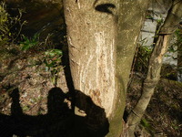 DSCN8555