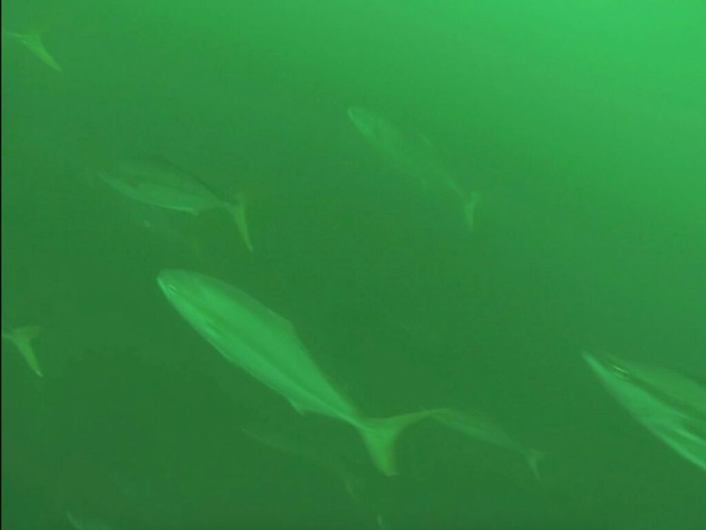 カヤックフィッシング 15 06 07 カヤック修行 県内ポイント 旅するカヤッカーin Kyushu Kayak Fishing Journeys カヤックフィッシング 15 06 07 カヤック修行 県内ポイント 旅するカヤッカーin Kyushu Kayak Fishing Journeys