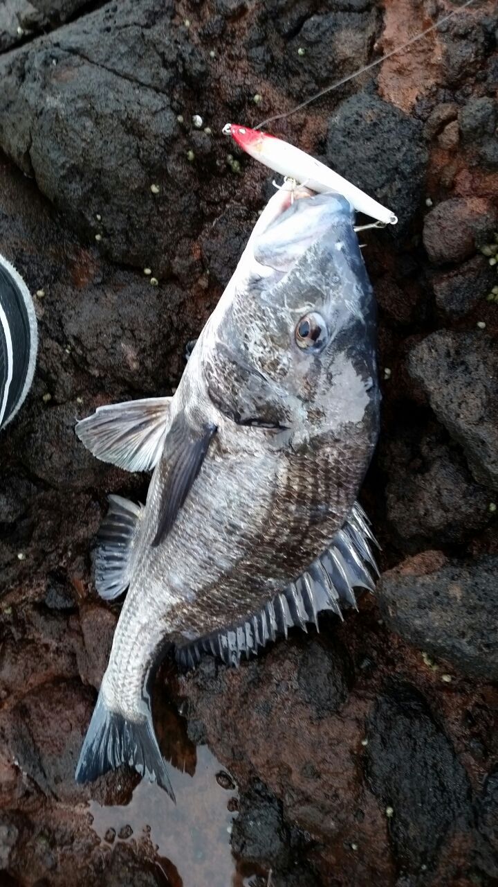 15 01 24 平戸ボート釣行 旅するカヤッカーin Kyushu Kayak Fishing Journeys 15 01 24 平戸ボート釣行 旅するカヤッカーin Kyushu Kayak Fishing Journeys
