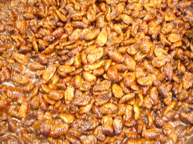 韓国で食べる虫 Remonのささやき