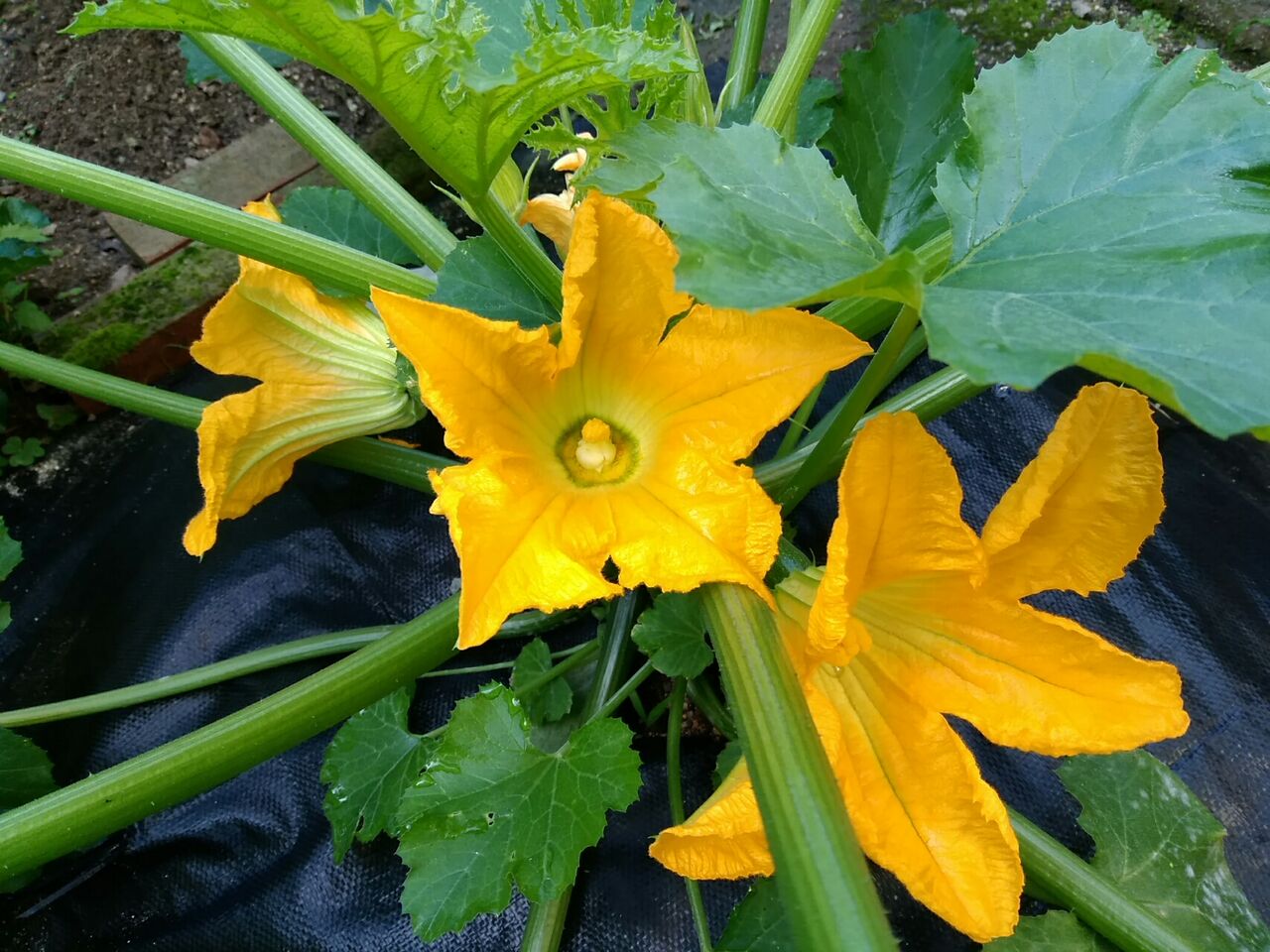 ズッキーニの花 英里庭通信 ズッキーニの花 英里庭通信