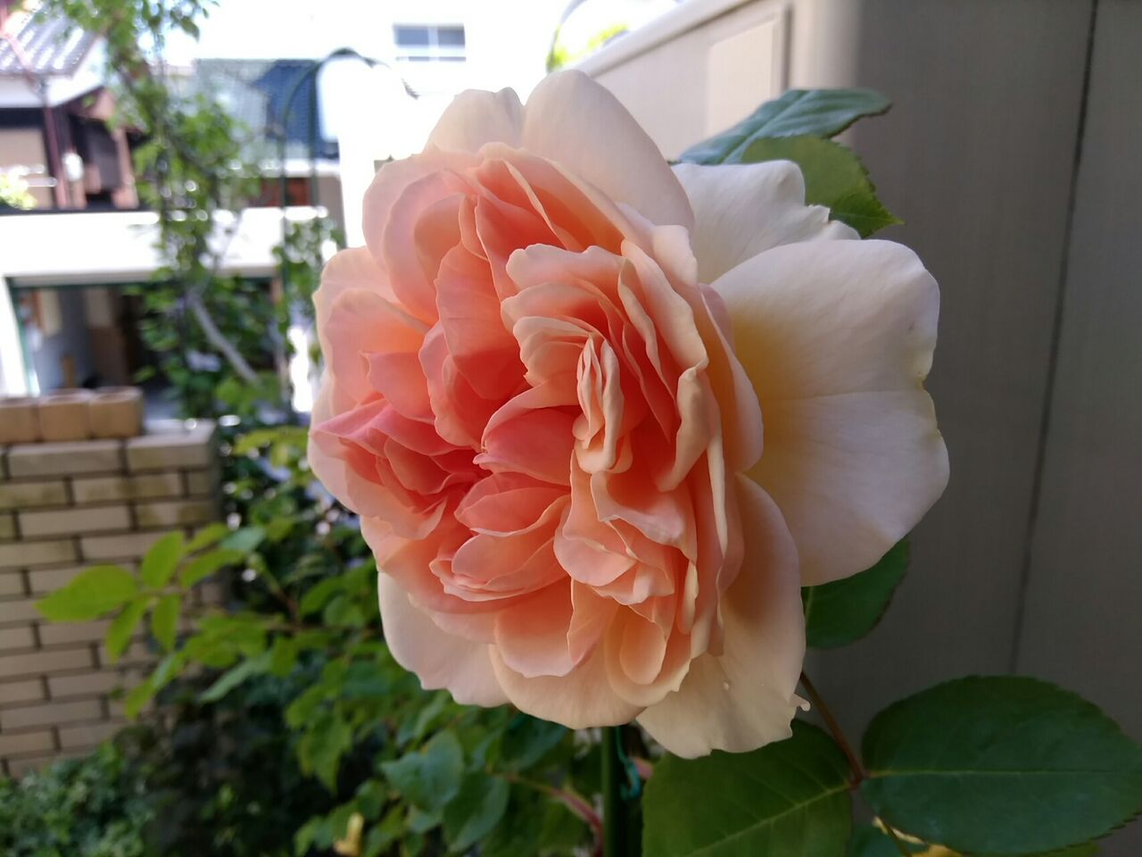 エブリンが咲きます 英里庭通信