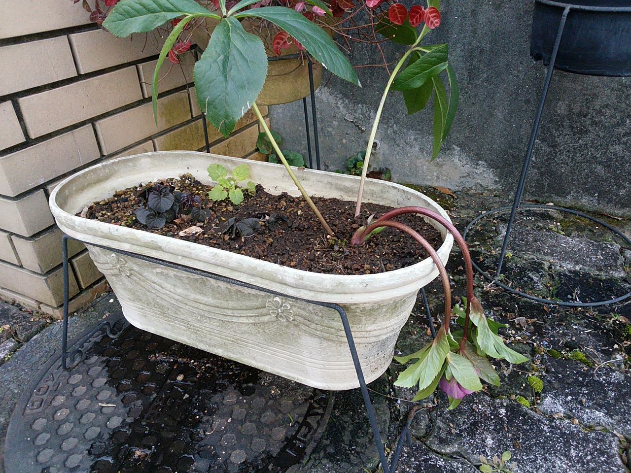 17年02月 英里庭通信