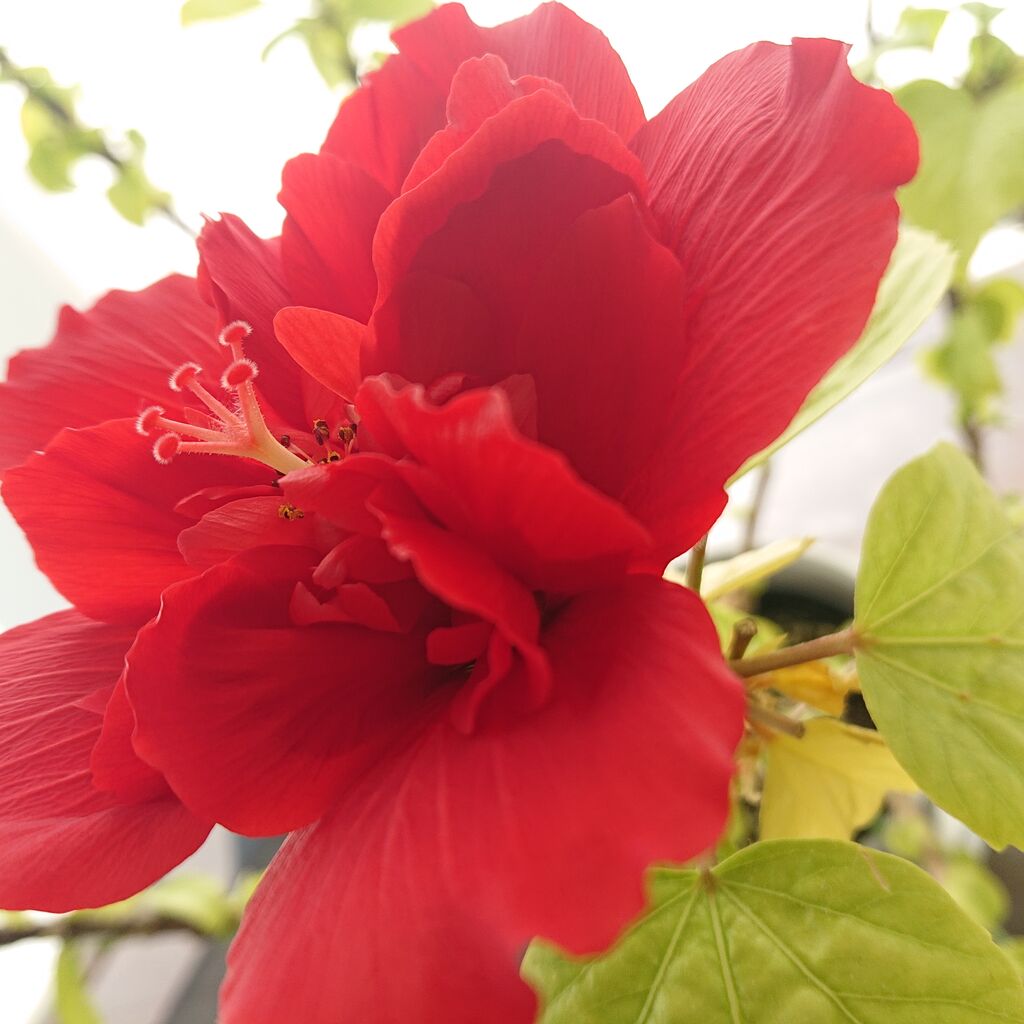 花の精霊 そ っとのぞいてみてごら ん