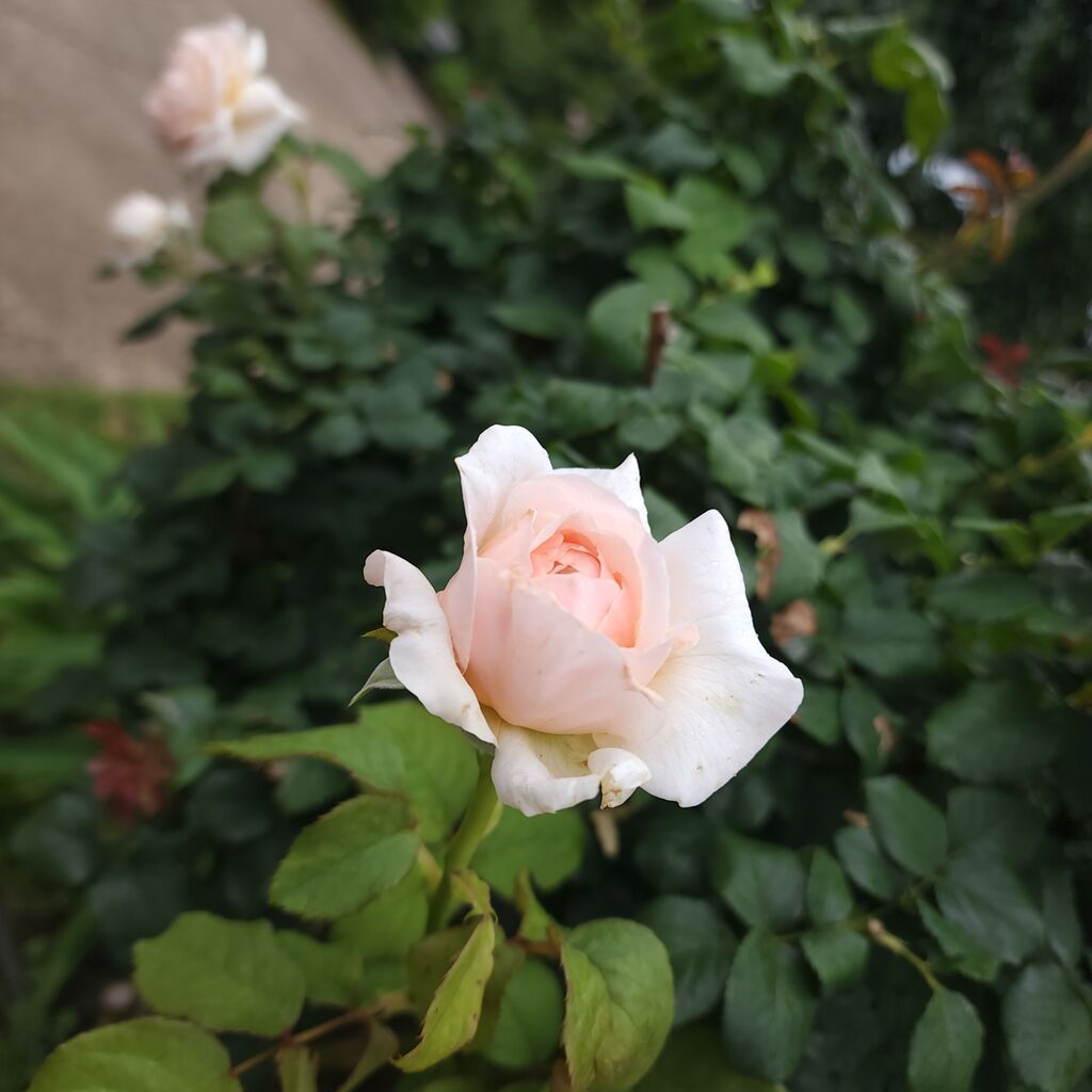 オーラ そ っとのぞいてみてごら ん