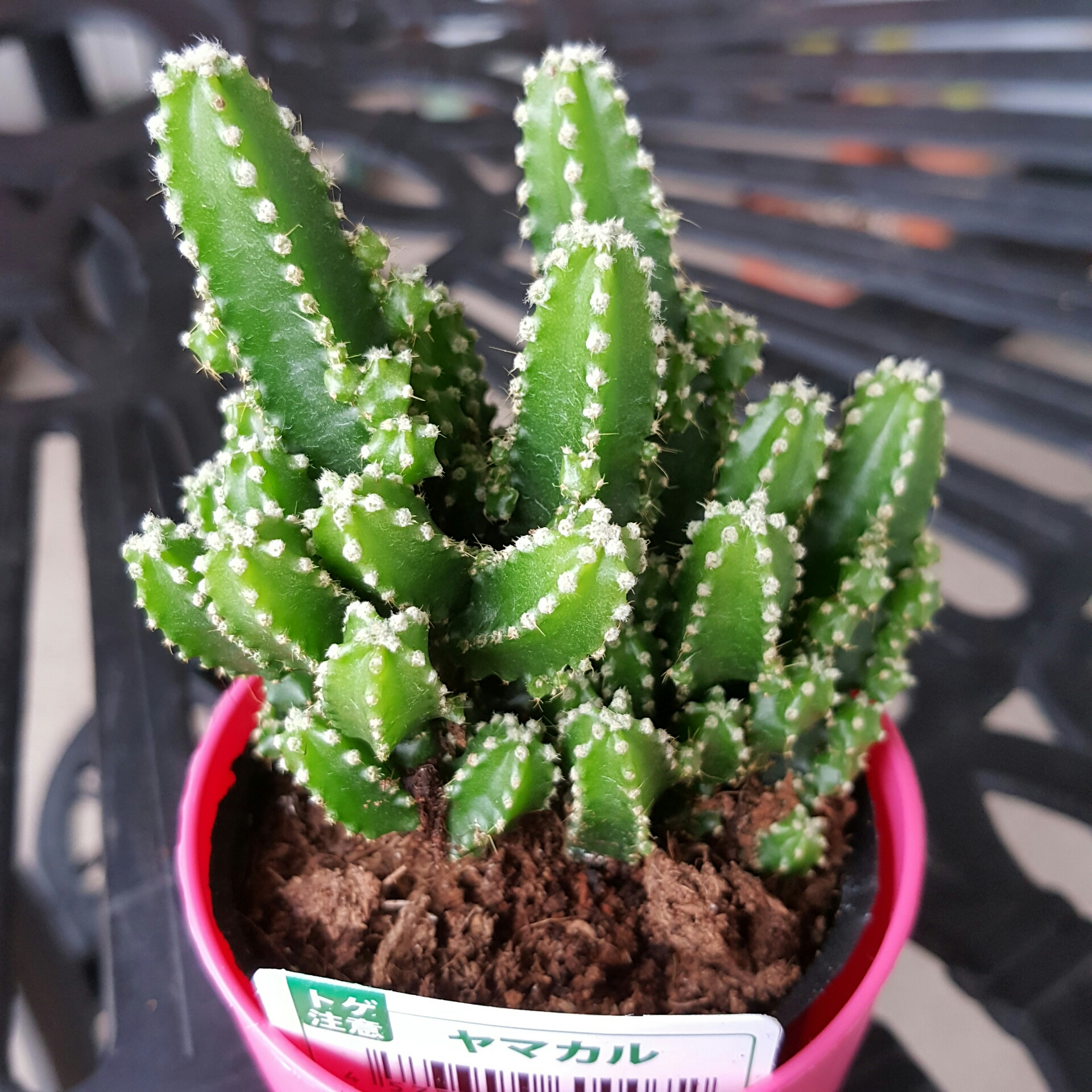 16年9月 多肉植物 ともこ ともこ ともこ