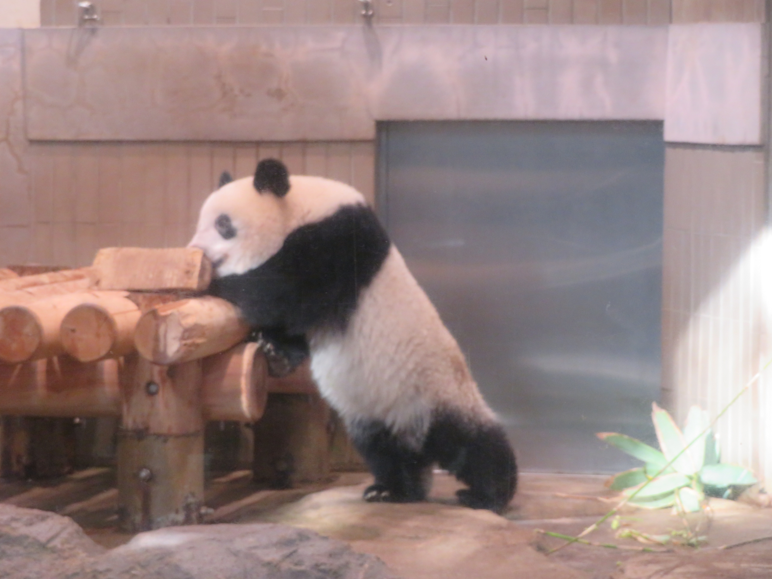 上野動物園 パンダ ミッション Vol 14 ともこ ともこ ともこ 上野動物園 パンダ ミッション Vol 14 ともこ ともこ ともこ