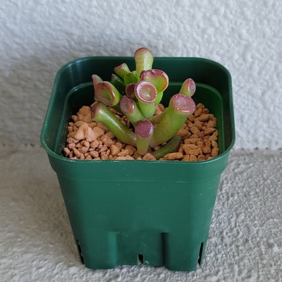 ゴーラムの挿し木 ともこ ともこ ともこ ゴーラムの挿し木 ともこ ともこ ともこ