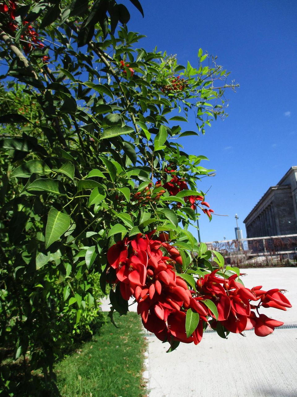 11月22日は国花セイボの日です 主観的アルゼンチン ブエノスアイレス事情