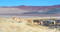 Laguna_Blanca,_Catamarca_1