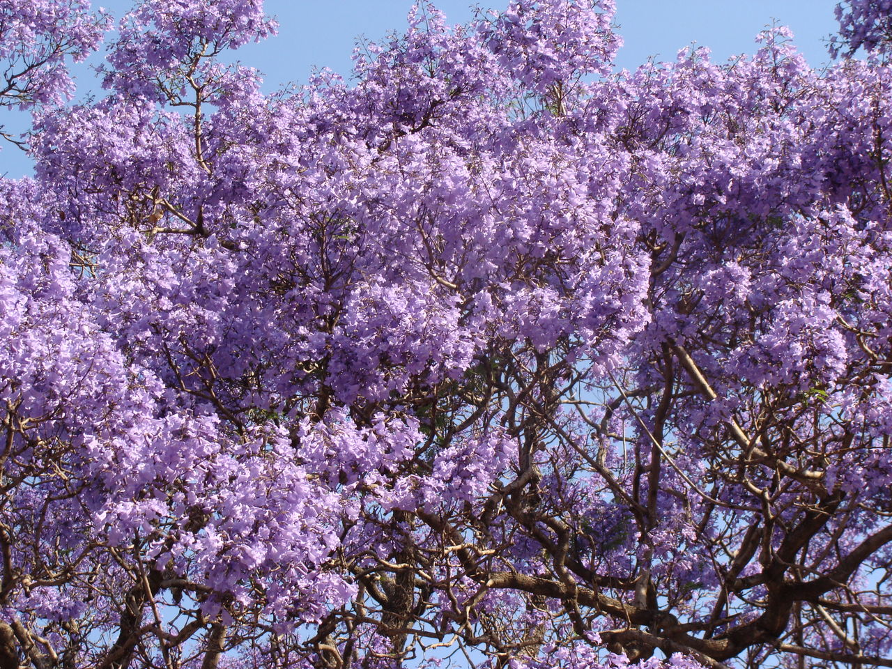 ハカランダの季節 主観的アルゼンチン ブエノスアイレス事情