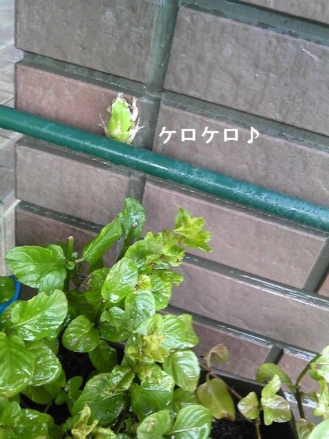 kerokero2.jpg