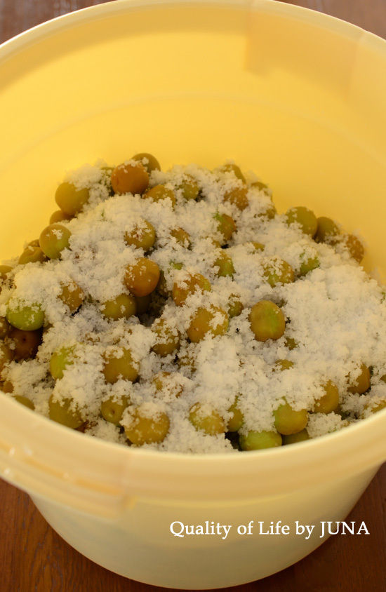 ume06124.jpg