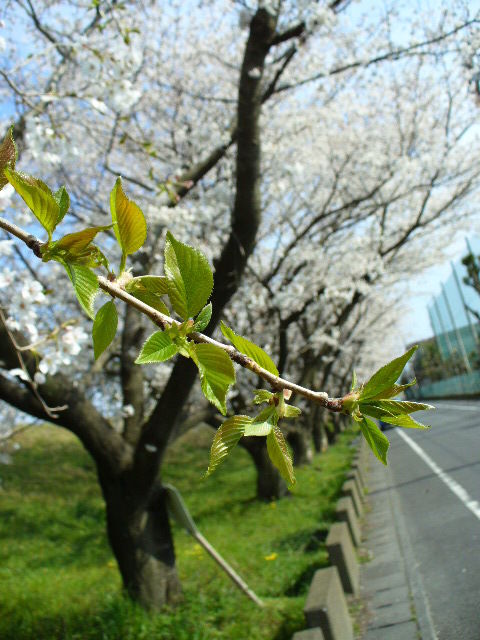 P1100085.jpg