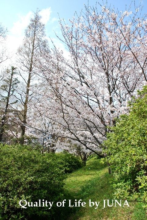 sakura-g.jpg