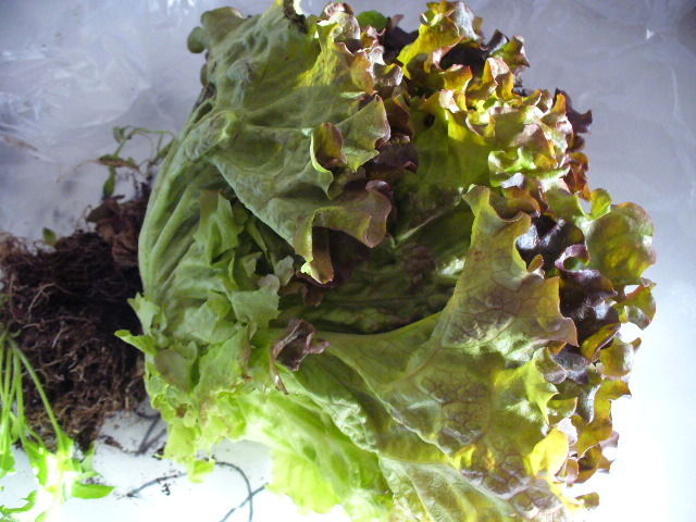 P1120841.jpg