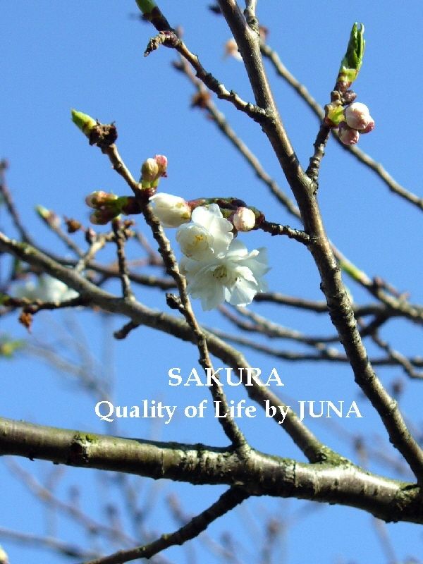 2009f-sakura