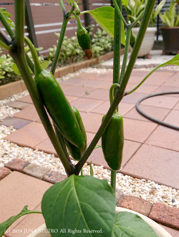 veg06192