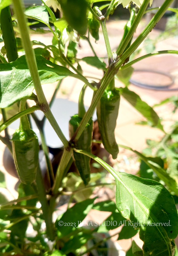 tomatosisi0623