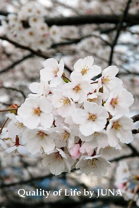 200941sakura4.jpg