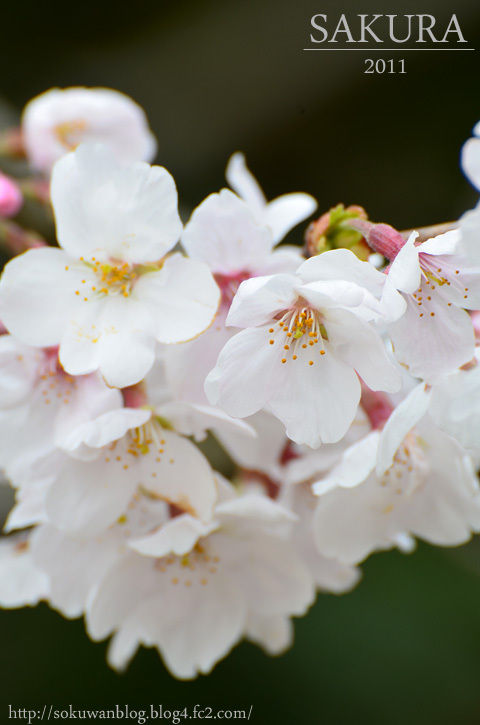 sakura2011a.jpg