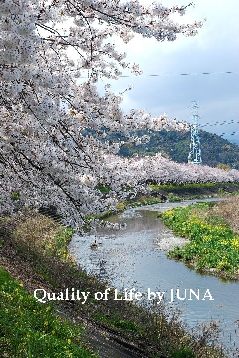 200941sakura3.jpg