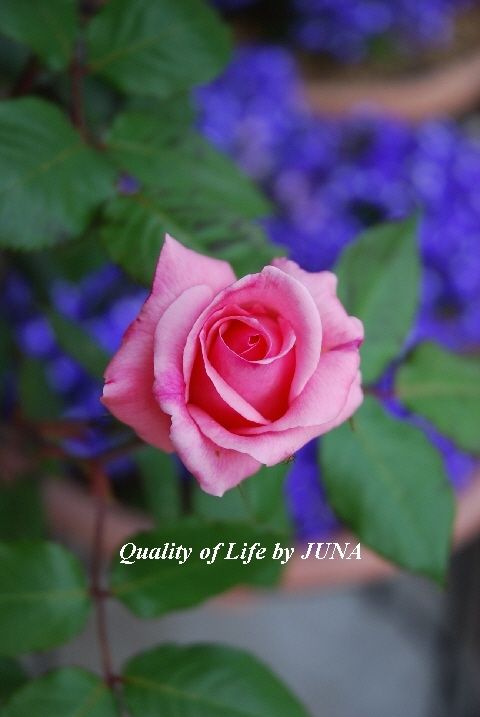 一番バラとCafeと和食器