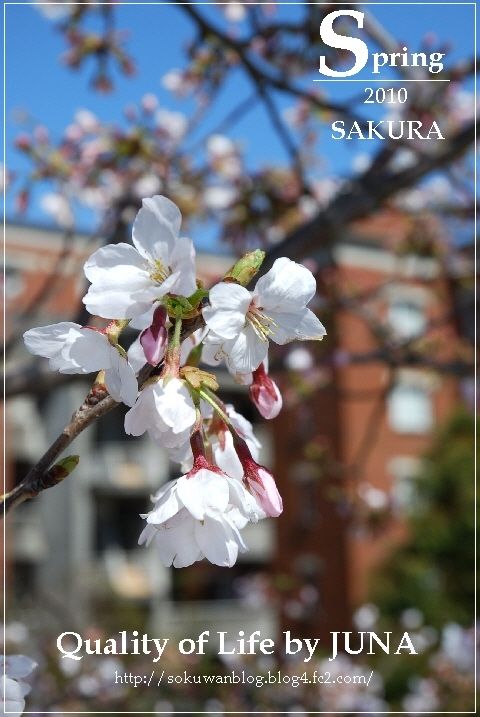 sakura20101.jpg