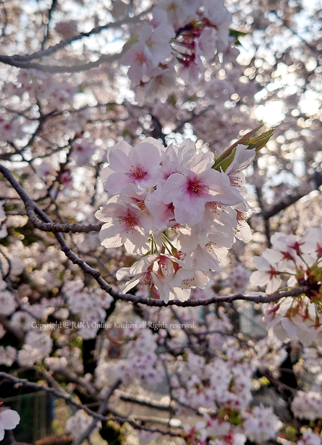 sakura0425b