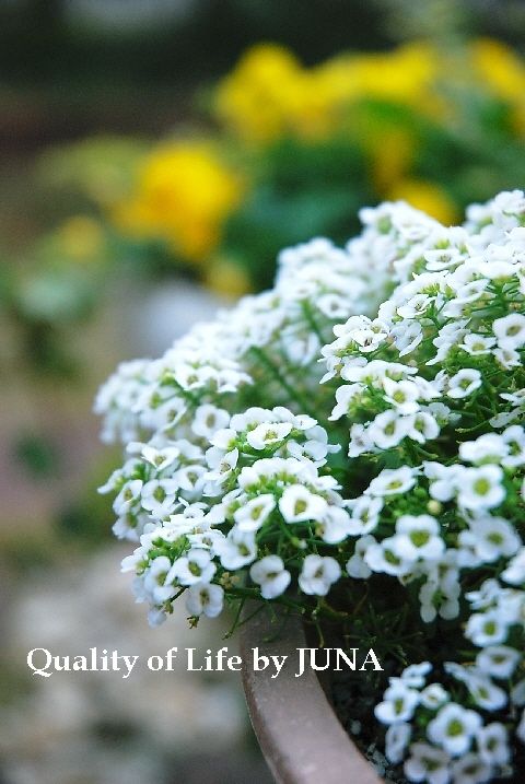 シャッターチャンスっ