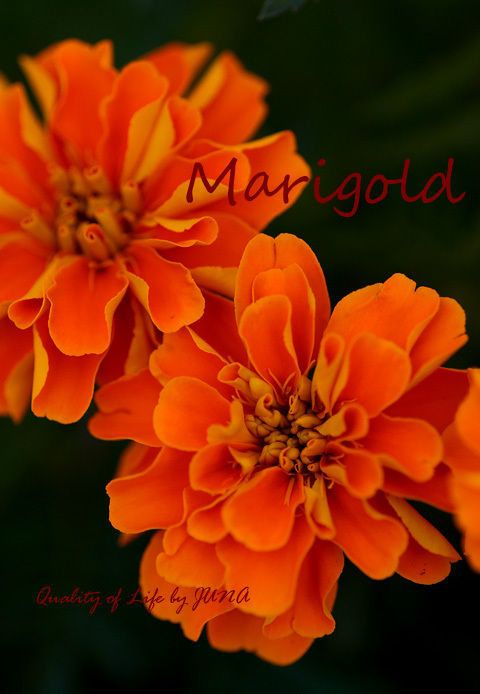マリーゴールド