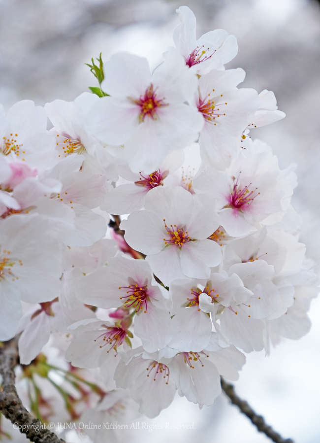 sakura20242