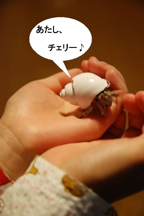 yado-cher.jpg
