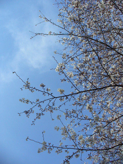 P1100029.jpg