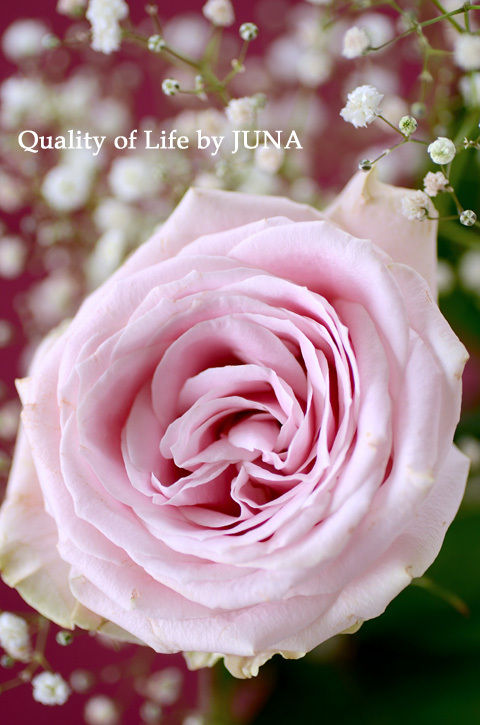 rose-0611d.jpg