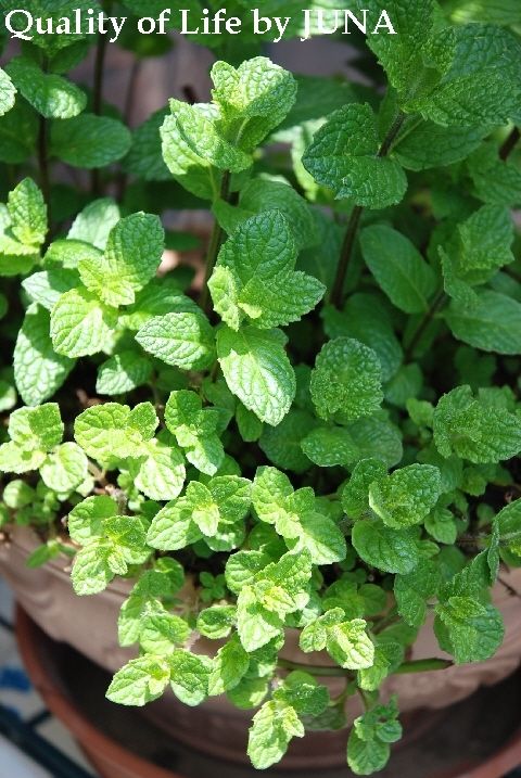 mint0509.jpg