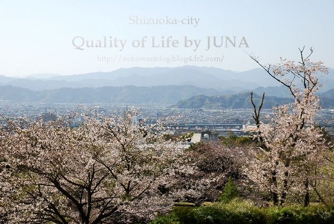 sakura20102.jpg