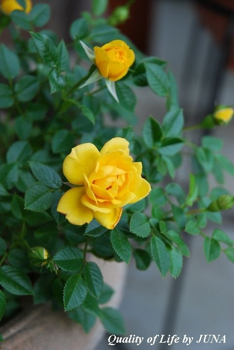 rose53c.jpg