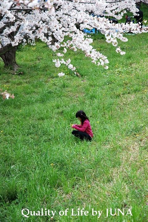 sakura-a.jpg