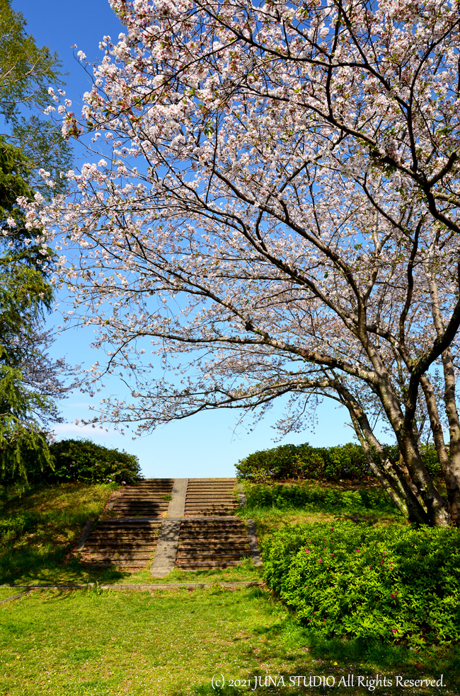 sakura2021d