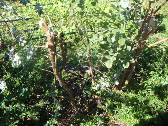 JUNAオフィシャルブログ「Quality of Life by JUNA」Powered by Ameba