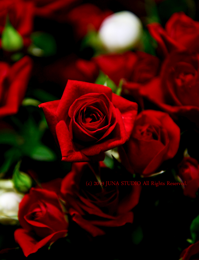 rose07193