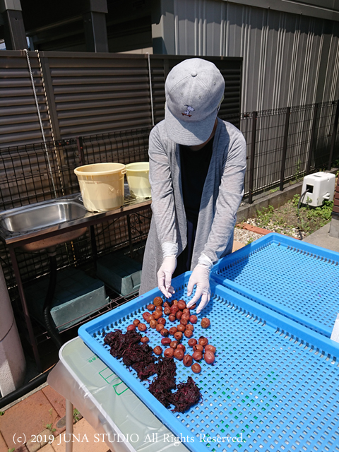 ume-j1